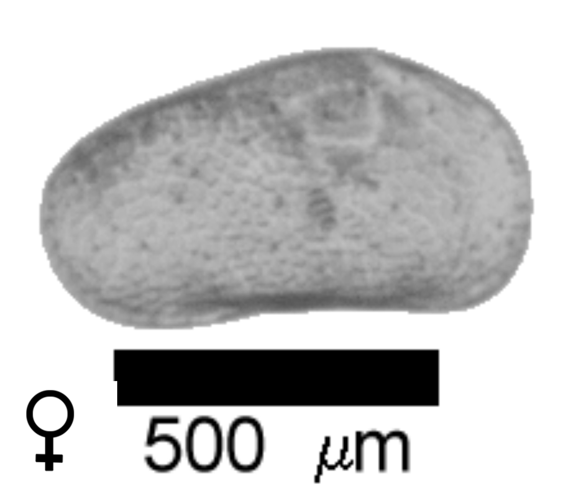 Microscope photograph of Lstap, female