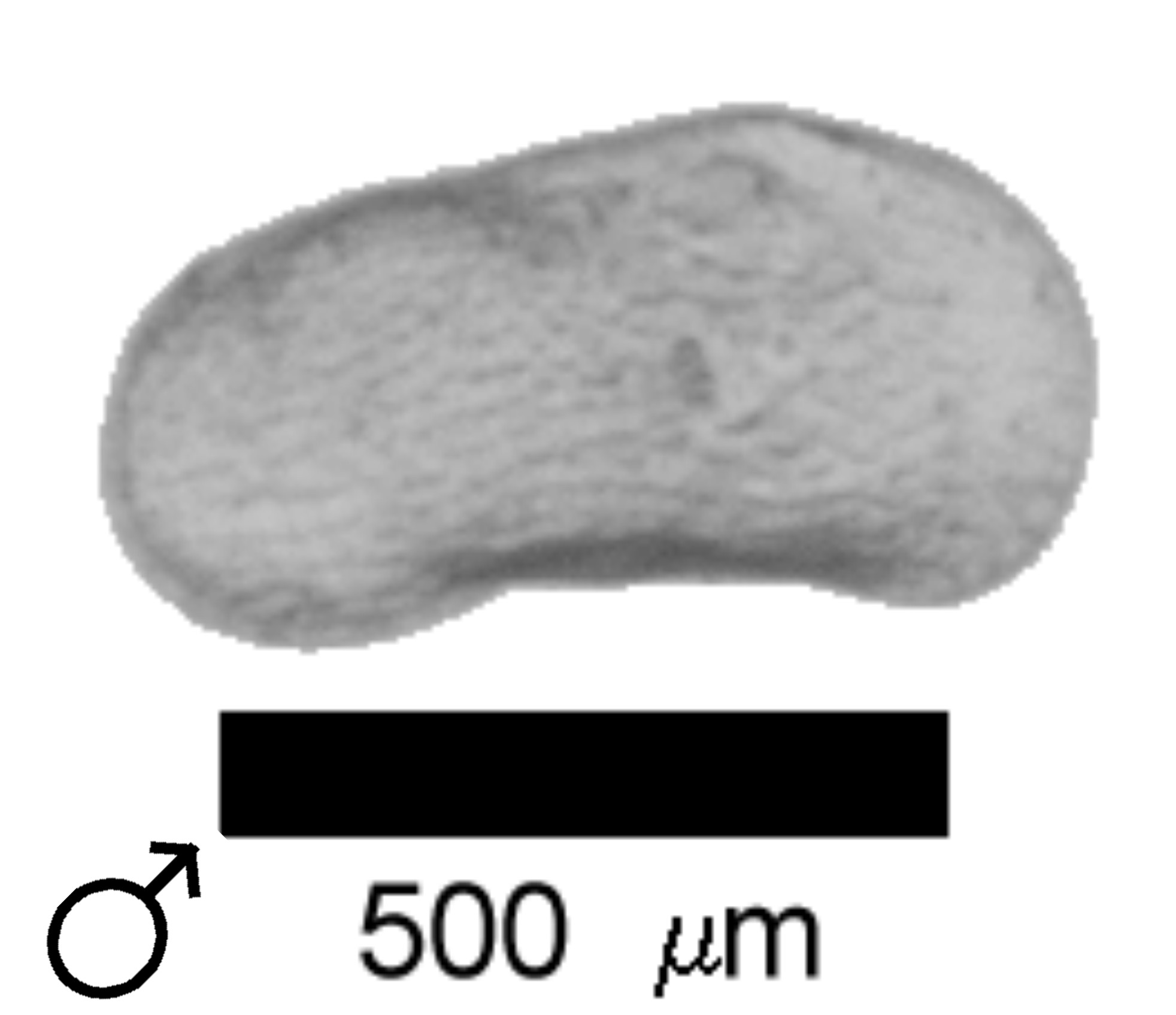 Microscope photograph of Lstap, male