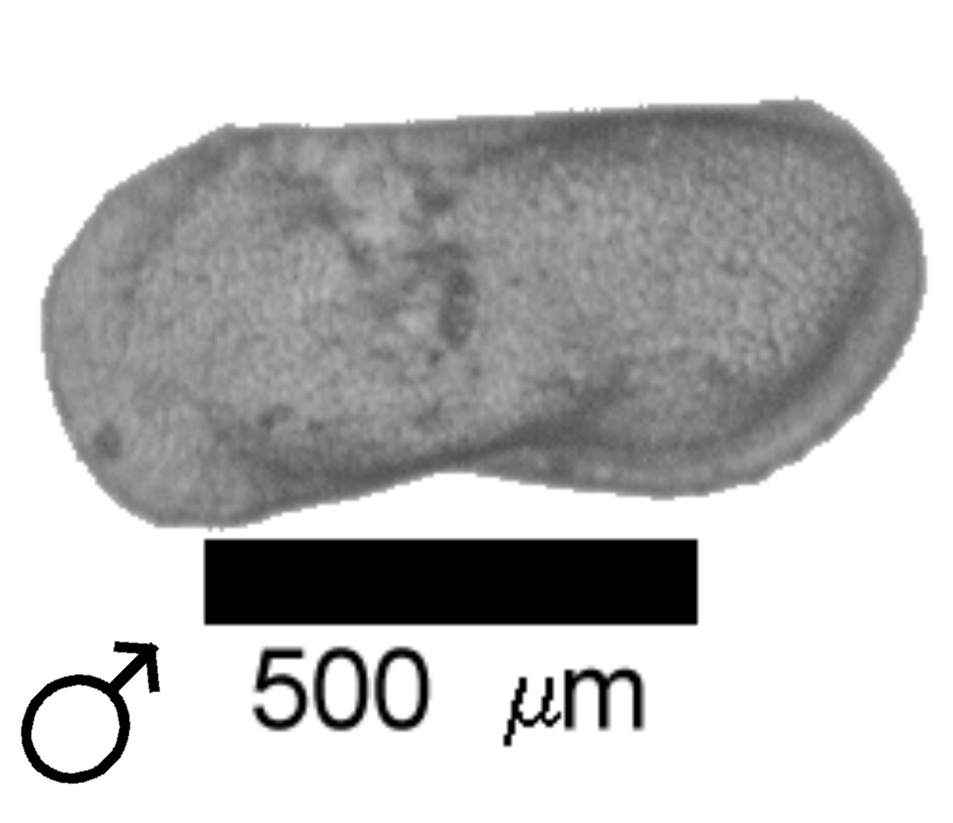 Microscope photograph of Lverr, male