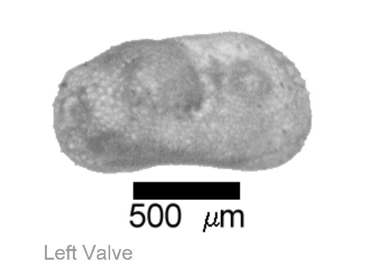 Microscope photograph of Pelala, left valve