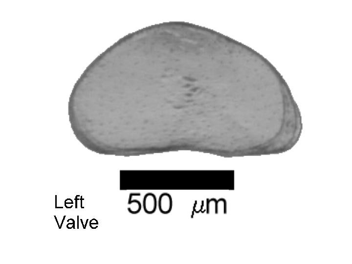 Microscope photograph of Potuni, left valve