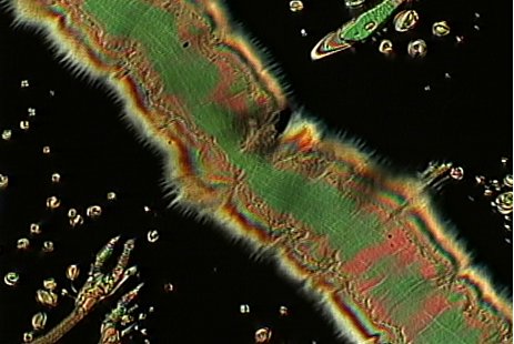 Ferroelectric nematic liquid crystal texture