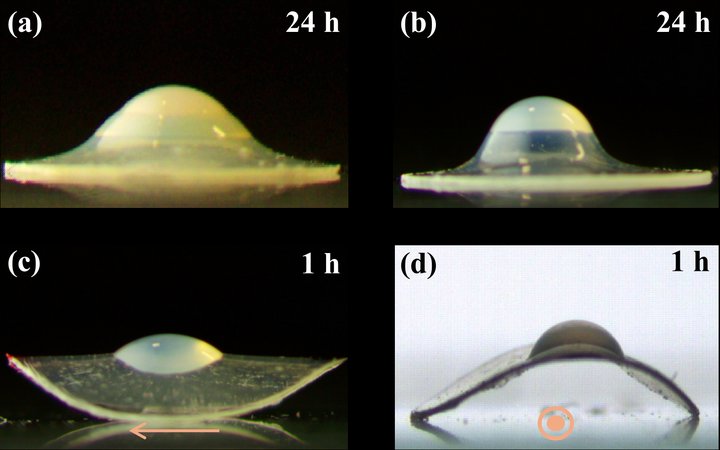 Liquid crystal elastomer mechanics