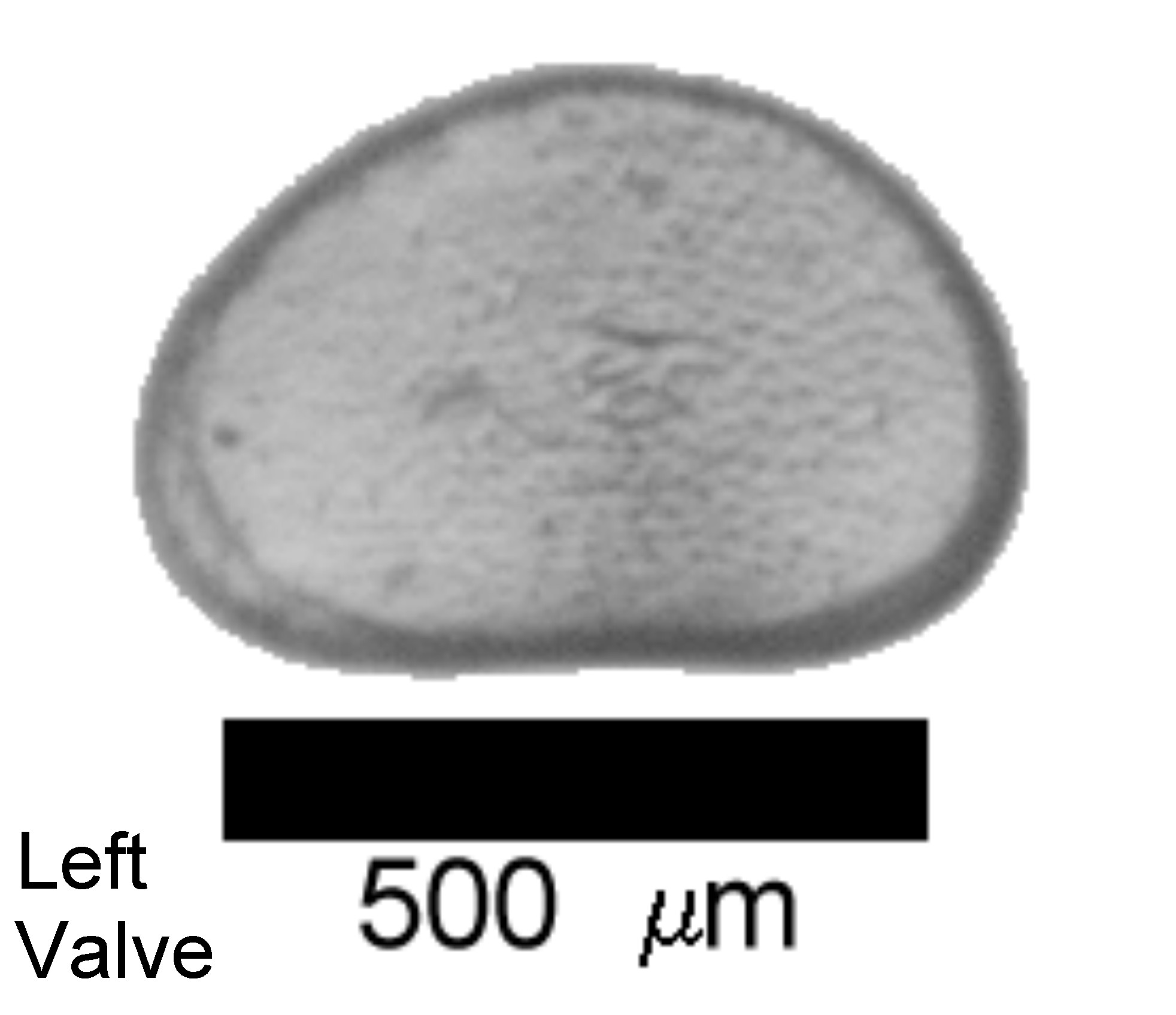 CyclovumL