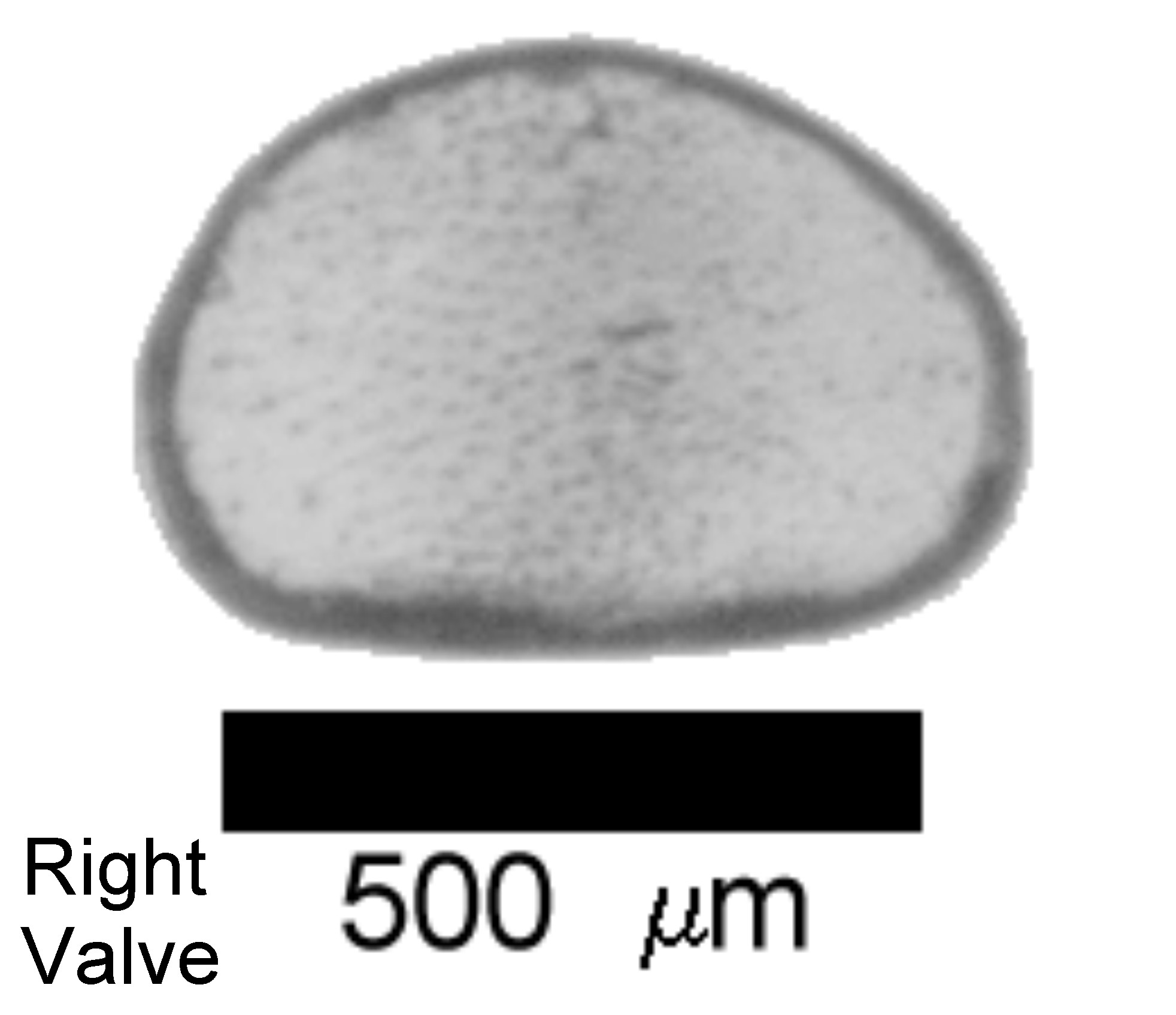 CyclovumR