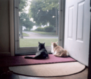 Salem & Cujo