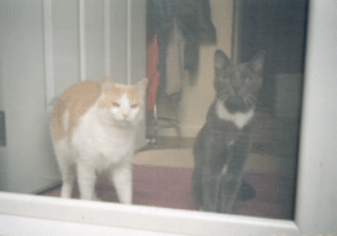 Cujo & Salem