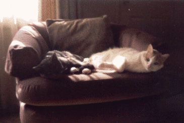 Salem & Cujo