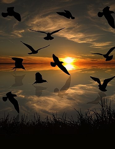 Breathtaking picture of shadowy birds flying with the Sun setting in the background.