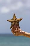 Starfish, Aruba