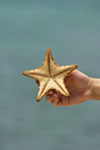 Starfish, Aruba