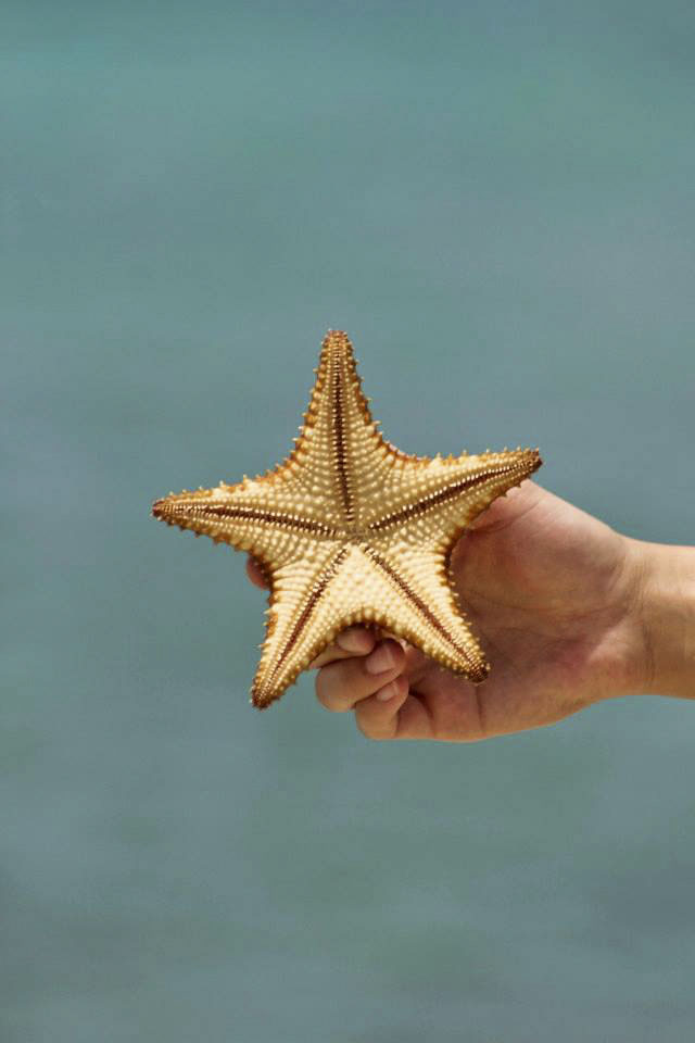 Starfish, Aruba