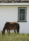 Banker Horse, Corolla, North Carolina