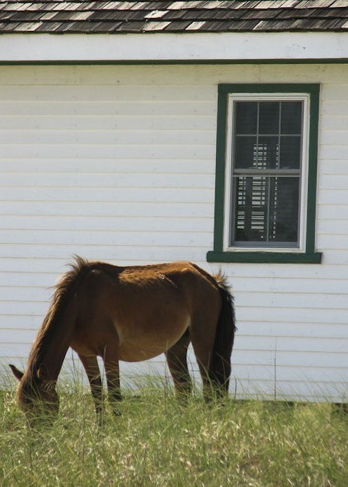 Banker Horse, Corolla, North Carolina