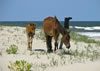 Banker Horses, Corolla, North Carolina
