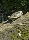 Turtles, Big Darby Creek, Central Ohio