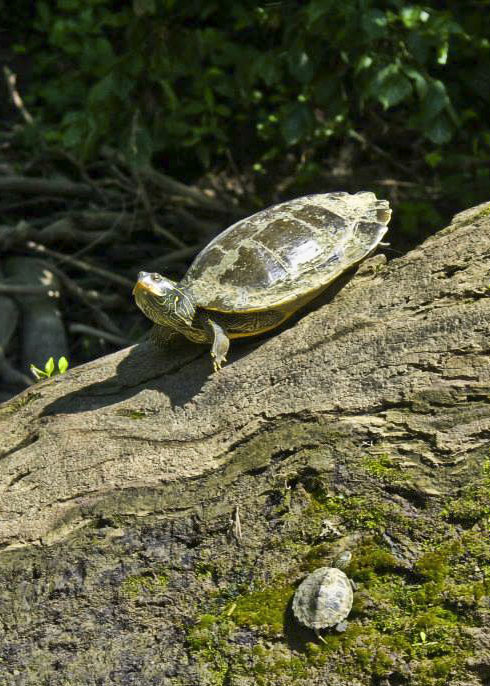 Turtles, Big Darby Creek, Central Ohio