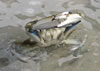 Blue Crab, Dunedin Beach, Florida