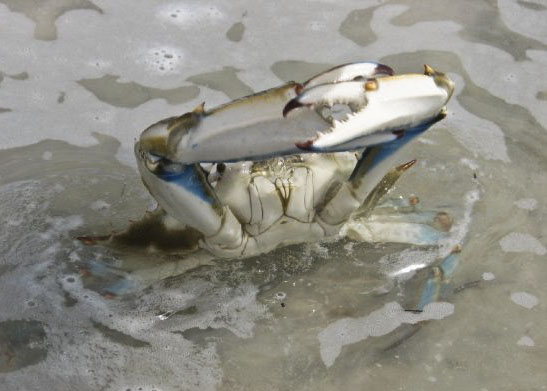 Blue Crab, Dunedin Beach, Florida