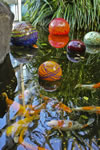 Carp and Chihuly, Franklin Park Conservatory, Columbus, Ohio