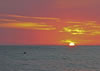 Dolphins, Clearwater Beach, Florida