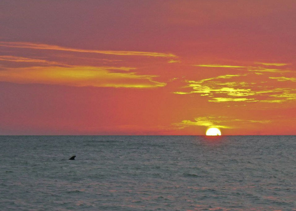 Dolphins, Clearwater Beach, Florida