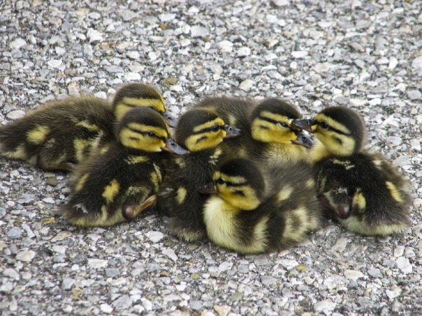 Ducklings, Dublin, Ohio