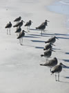 Sandpipers, Caladesi Island, Florida