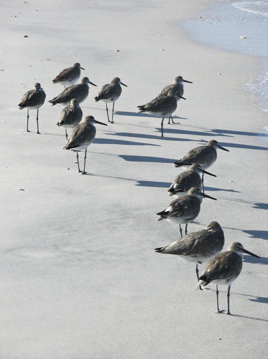 Sandpipers, Caladesi Island, Florida
