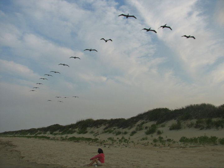 Pelicans in Flight, Corolla, North Carolina