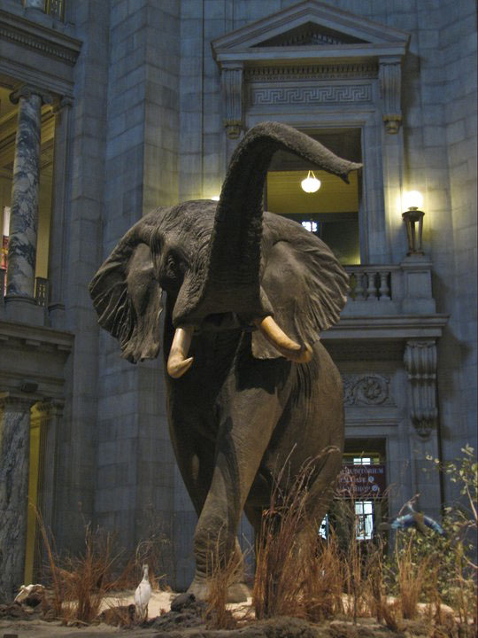 National Museum of Natural History, Washington, DC