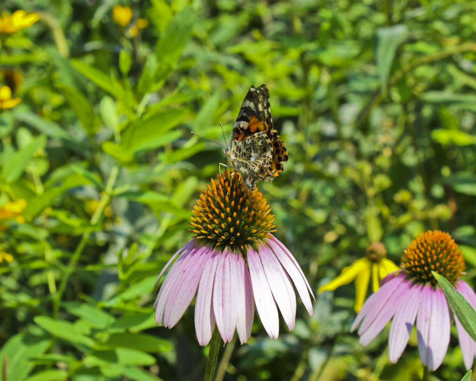 Butterfly and Coneflower, Ohio State Fair, Columbus, Ohio