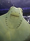 Stingray, Greater Cleveland Aquarium, Cleveland, Ohio