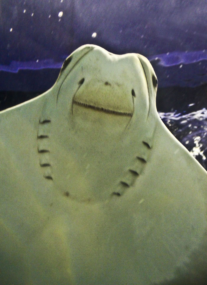 Stingray, Greater Cleveland Aquarium, Cleveland, Ohio