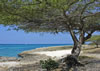 Divi Divi Tree, Aruba