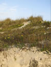 Dune, Clearwater, Florida
