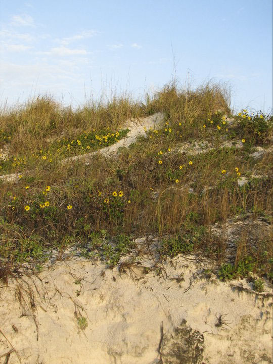 Dune, Clearwater, Florida