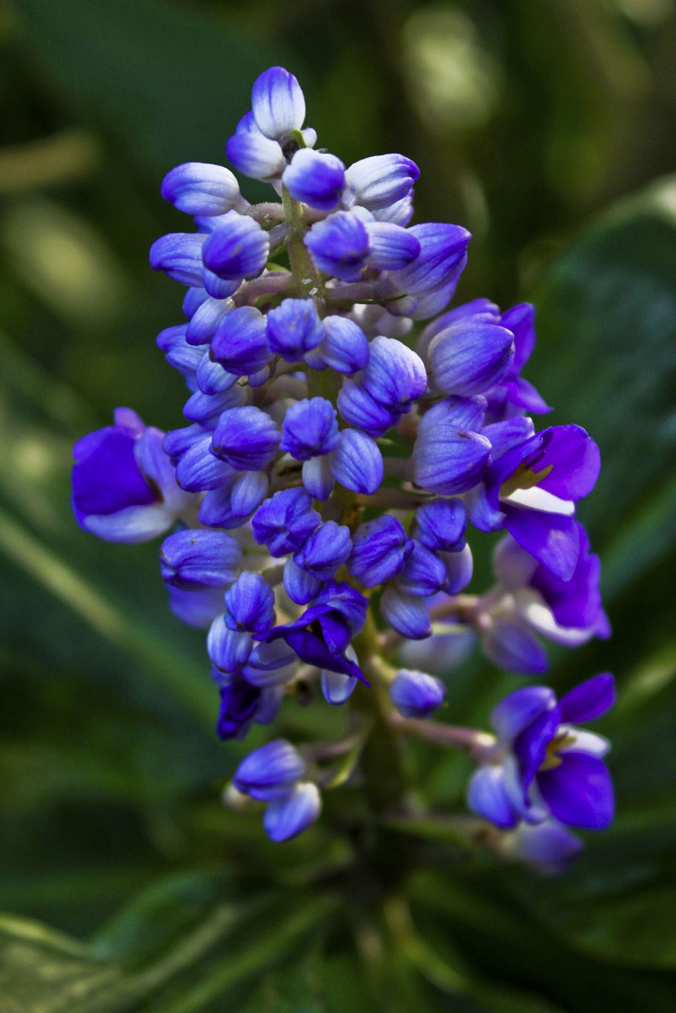 Franklin Park Conservatory, Columbus, Ohio