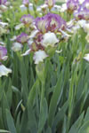 Iris, Dublin, Ohio