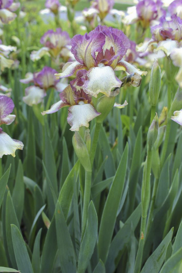 Iris, Dublin, Ohio