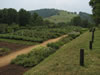 Gardens of Monticello, Virginia