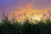 Currituck Sound, North Carolina