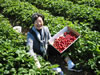 Grandma in the strawberries, Jacquemin Farms, Dublin, Ohio