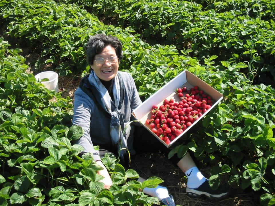 Grandma in the strawberries, Jacquemin Farms, Dublin, Ohio