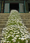 Korean Daisies