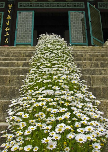 Korean Daisies