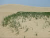 Outer Banks Dune