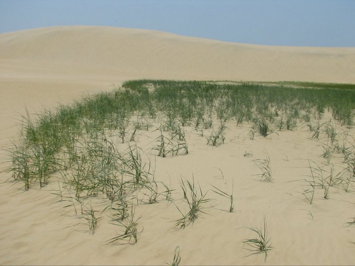 Outer Banks Dune