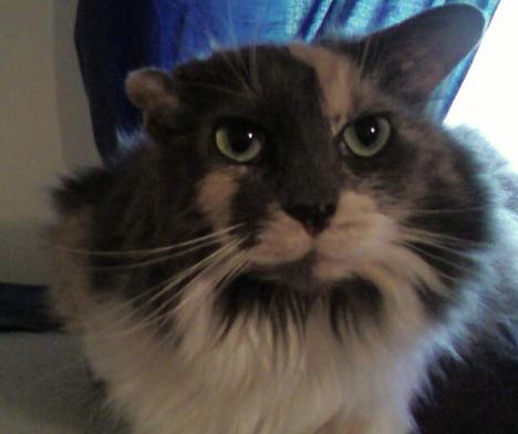 Bridgette