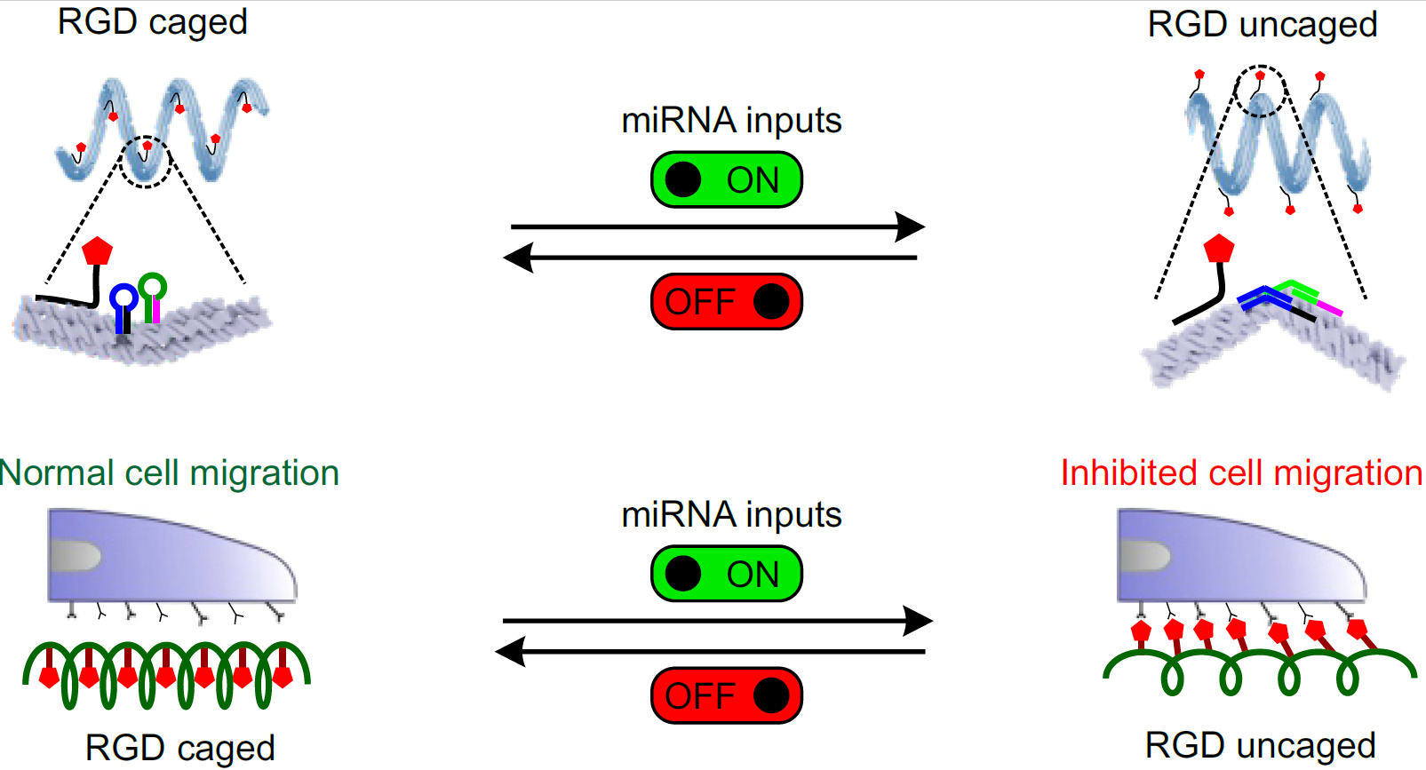 Logic gated modulation of cell migrations